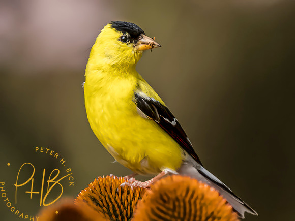 Indiana Birds and Wildlife 2023 9216-Edit