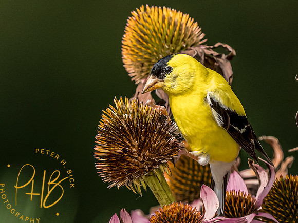 Indiana Birds and Wildlife 2023 9227-Edit
