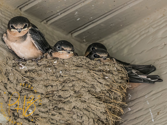 Indiana Birds and Wildlife 2023 9251-Edit