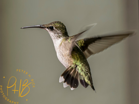 Indiana Birds and Wildlife 2023 9275-Edit