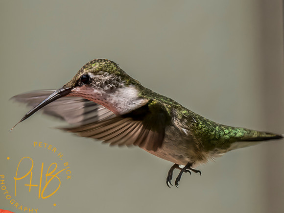Indiana Birds and Wildlife 2023 9287-Edit