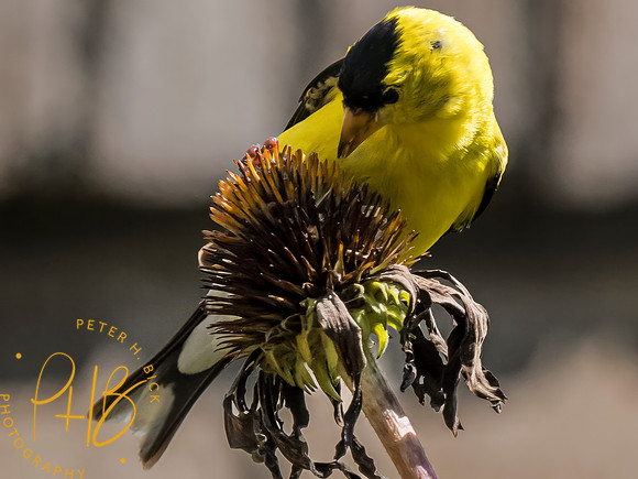 Indiana Birds and Wildlife 2023 9327-Edit