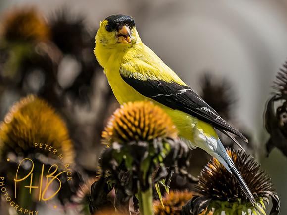 Indiana Birds and Wildlife 2023 9340-Edit