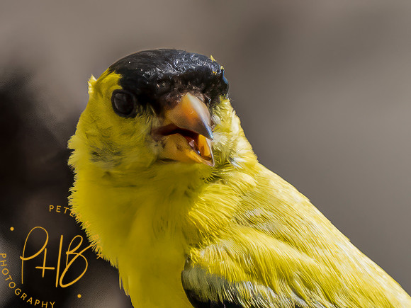 Indiana Birds and Wildlife 2023 9342-Edit
