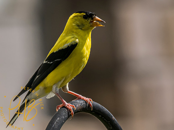 Indiana Birds and Wildlife 2023 9346-Edit