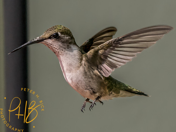 Indiana Birds and Wildlife 2023 9417-Edit