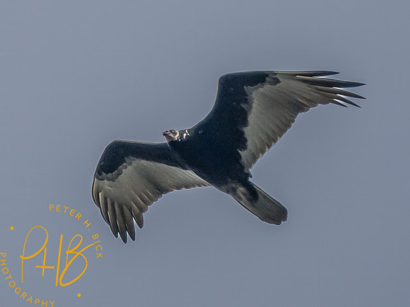 Indiana Birds and Wildlife 2023 9443-Edit