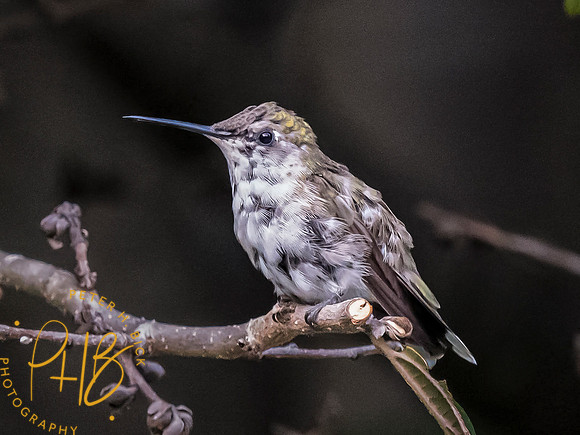 Indiana Birds and Wildlife 2023 9459-Edit