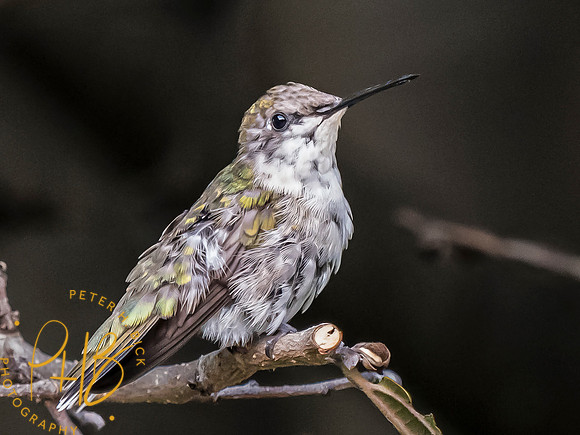 Indiana Birds and Wildlife 2023 9470-Edit
