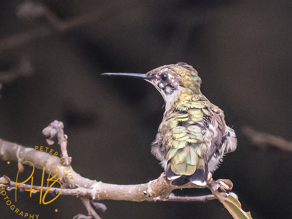 Indiana Birds and Wildlife 2023 9516-Edit