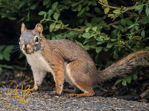 Indiana Birds and Wildlife 2023 9522-Edit