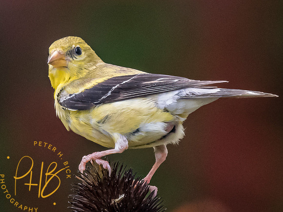 Indiana Birds and Wildlife 2023 9527-Edit