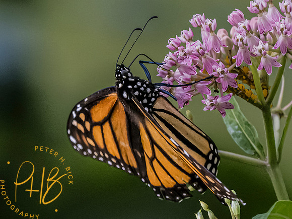 Indiana Birds and Wildlife 2023 9592-Edit