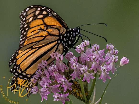 Indiana Birds and Wildlife 2023 9598-Edit
