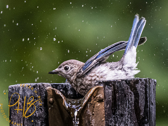 Indiana Birds and Wildlife 2023 9642-Edit