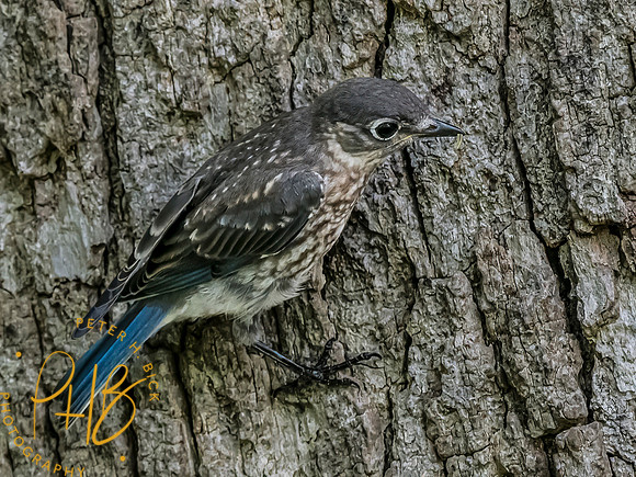 Indiana Birds and Wildlife 2023 9665-Edit