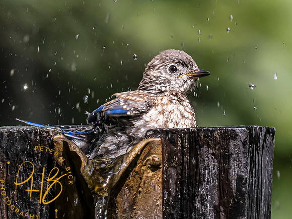 Indiana Birds and Wildlife 2023 9672-Edit