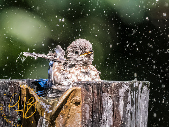 Indiana Birds and Wildlife 2023 9684-Edit