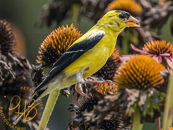 Indiana Birds and Wildlife 2023 9705-Edit