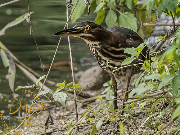 Indiana Birds and Wildlife 2023 9719-Edit