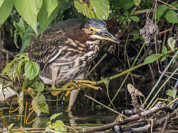 Indiana Birds and Wildlife 2023 9759-Edit