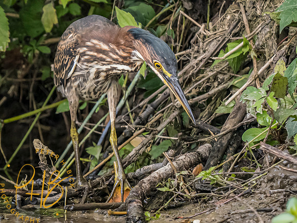 Indiana Birds and Wildlife 2023 9771-Edit