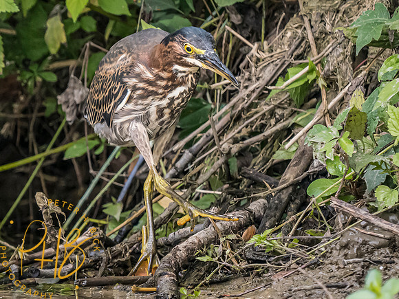 Indiana Birds and Wildlife 2023 9777-Edit