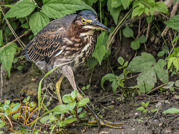 Indiana Birds and Wildlife 2023 9815-Edit
