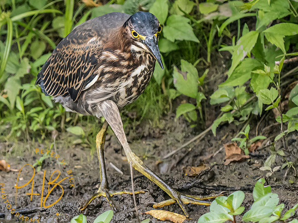 Indiana Birds and Wildlife 2023 9833-Edit