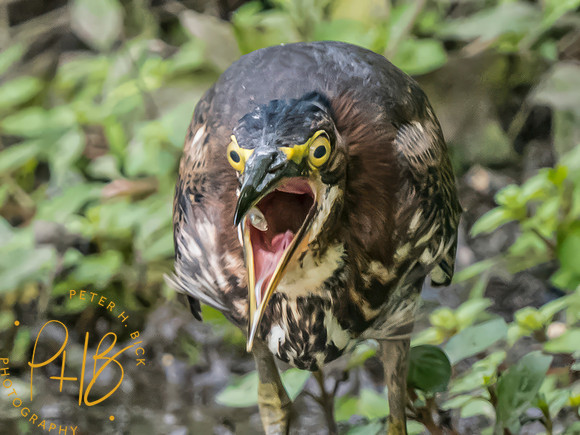Indiana Birds and Wildlife 2023 9858-Edit