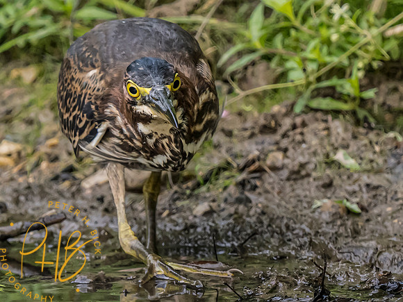 Indiana Birds and Wildlife 2023 9859-Edit