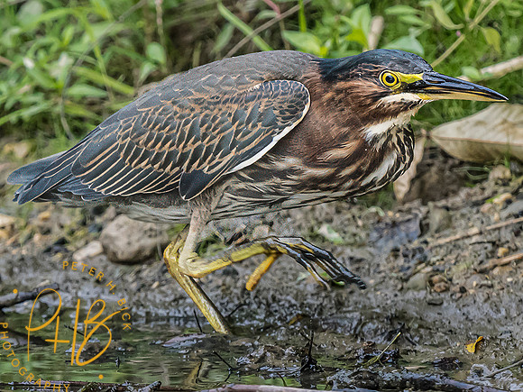 Indiana Birds and Wildlife 2023 9877-Edit