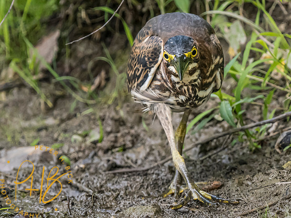 Indiana Birds and Wildlife 2023 9893-Edit
