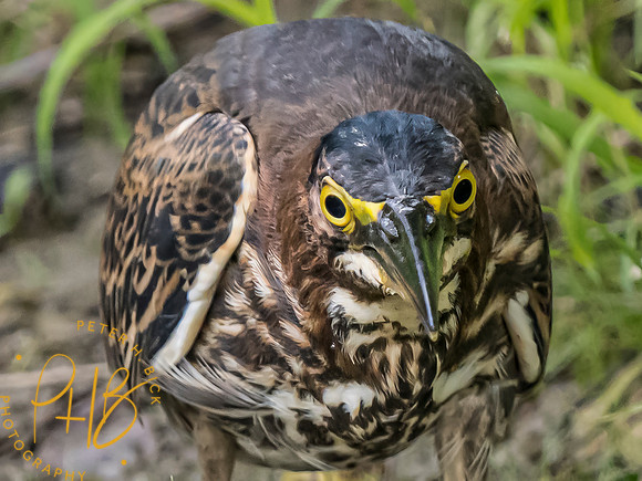 Indiana Birds and Wildlife 2023 9904-Edit