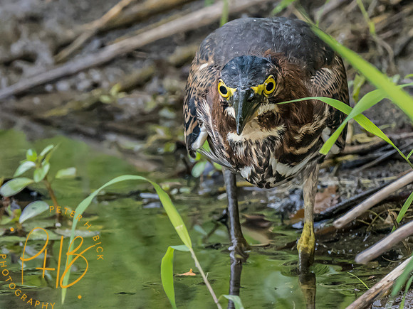 Indiana Birds and Wildlife 2023 9943-Edit