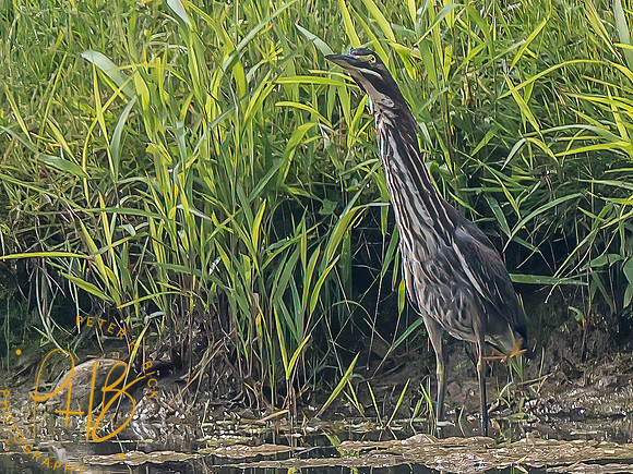 Indiana Birds and Wildlife 2023 9946-Edit