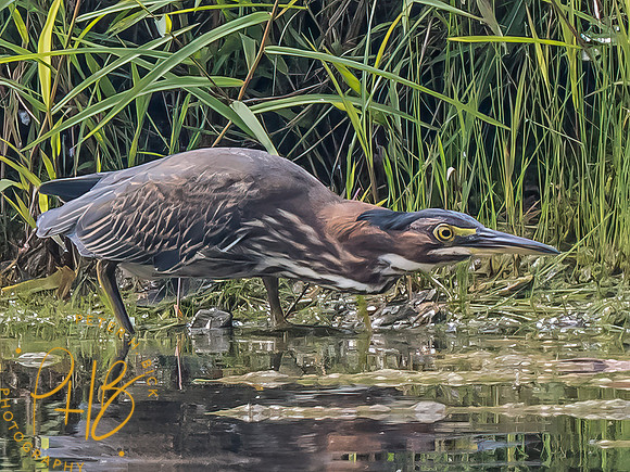 Indiana Birds and Wildlife 2023 9957-Edit