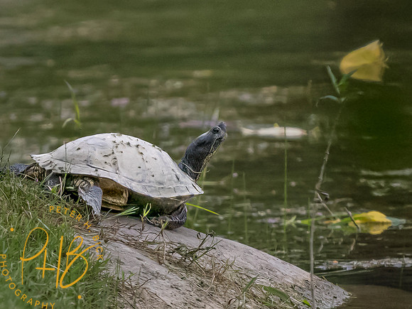 Indiana Birds and Wildlife 2023 10038-Edit