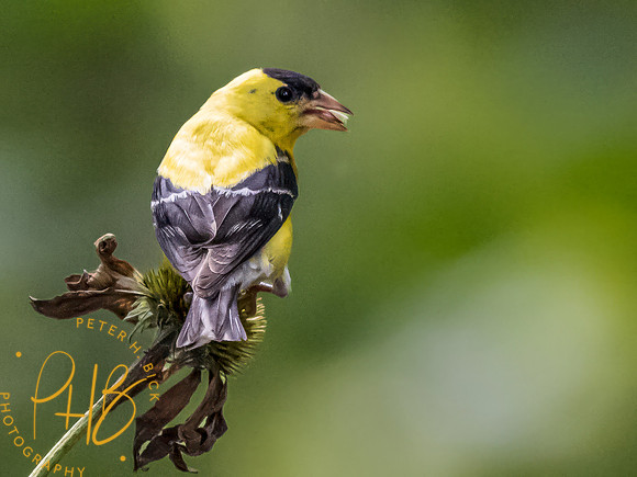 Indiana Birds and Wildlife 2023 10051-Edit