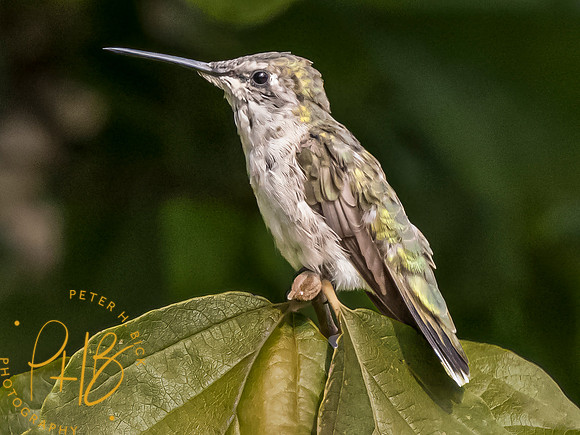 Indiana Birds and Wildlife 2023 10072-Edit