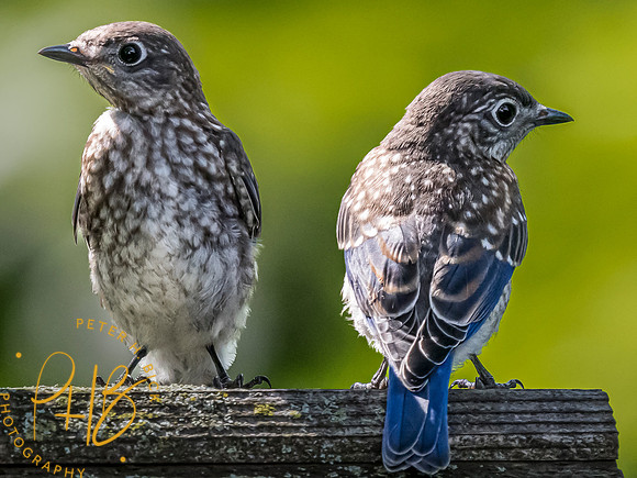 Indiana Birds and Wildlife 2023 10083-Edit