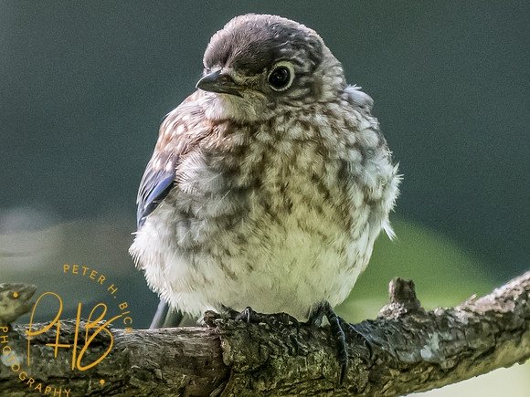 Indiana Birds and Wildlife 2023 10155-Edit