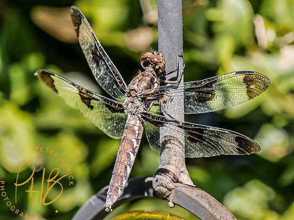 Indiana Birds and Wildlife 2023 10159-Edit