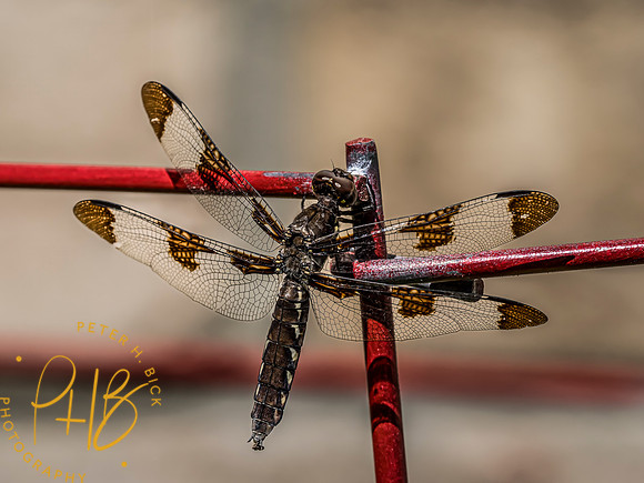 Indiana Birds and Wildlife 2023 10168-Edit