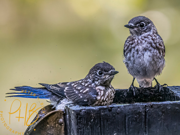 Indiana Birds and Wildlife 2023 10189-Edit