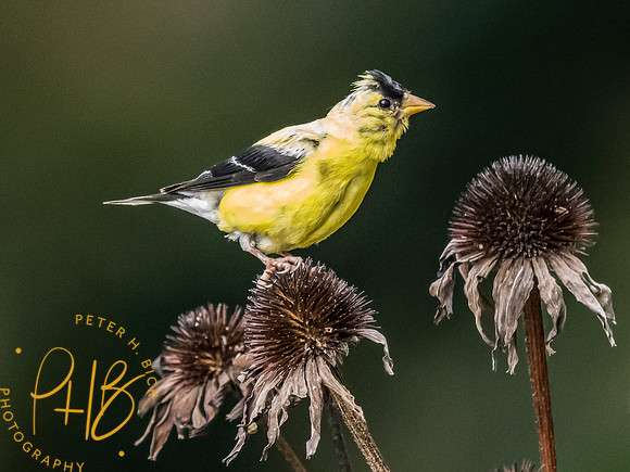 Indiana Birds and Wildlife 2023 10265-Edit