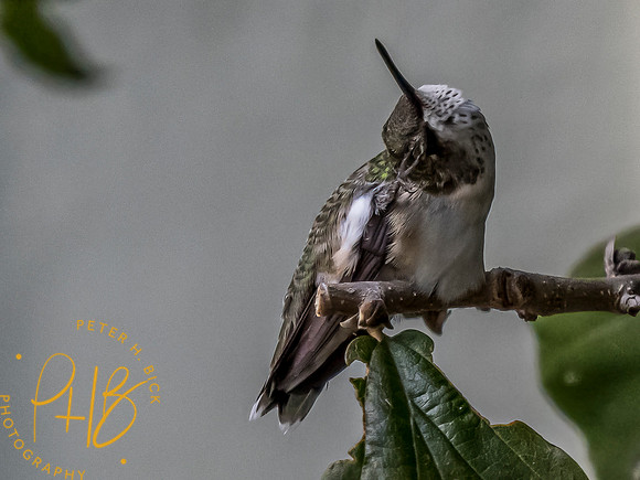 Indiana Birds and Wildlife 2023 10323-Edit