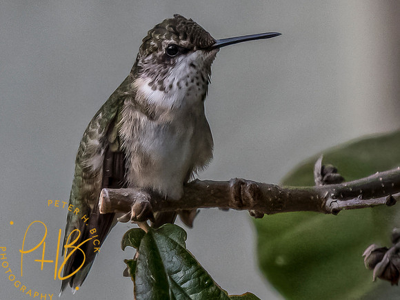 Indiana Birds and Wildlife 2023 10353-Edit