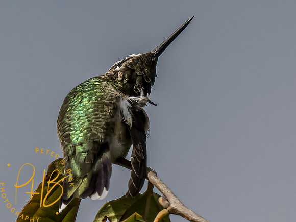 Indiana Birds and Wildlife 2023 10366-Edit