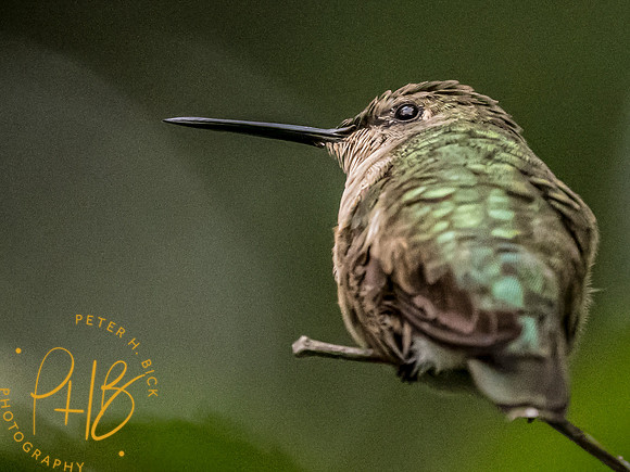 Indiana Birds and Wildlife 2023 10396-Edit
